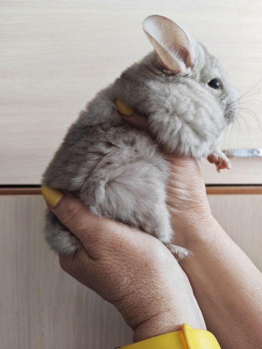 Продам шиншиллу, девочка