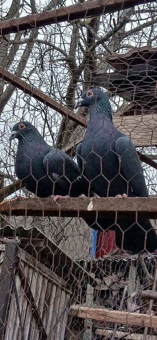 Vand porumbei voiajori