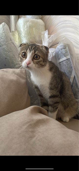 Кошечка вислоухая