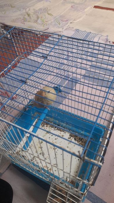 Moda pefchi arzon narxda