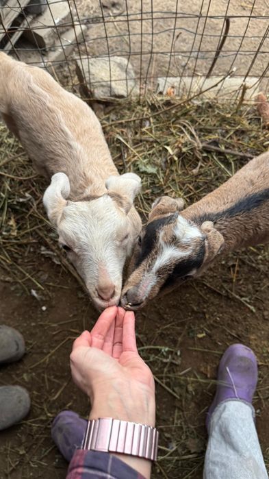 Продам дойную зааненскую козу