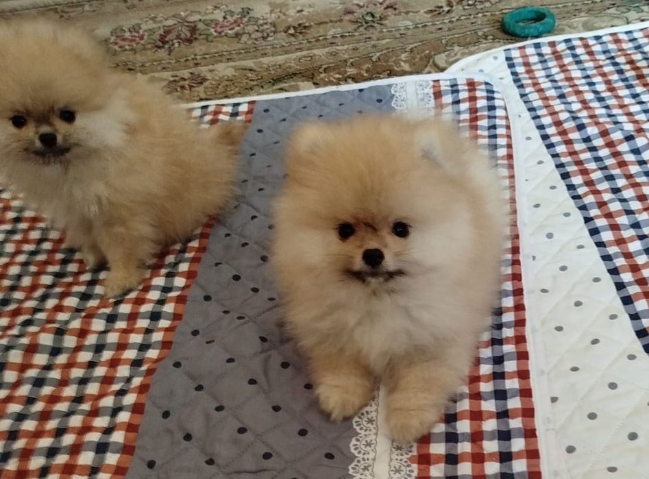 Мальчик померанского шпица