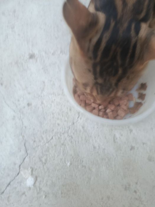 Erkak mushuk zotor begalski qoplonga o'xshidi