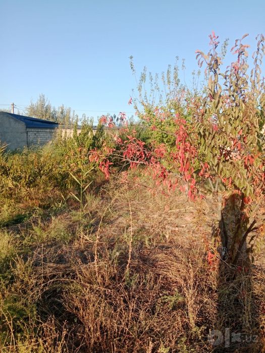 Quruq yer , meva daraxtla ri bor 6 -sotok