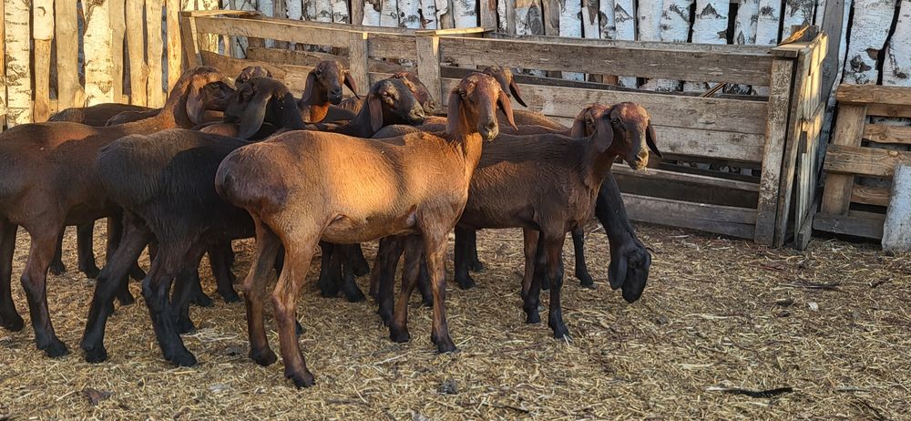 Ярочки ярки на продажу чистокровные гиссары на племя бараны