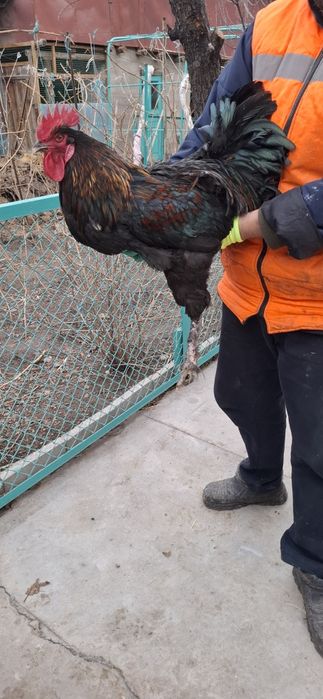 Джерсийский Гигант