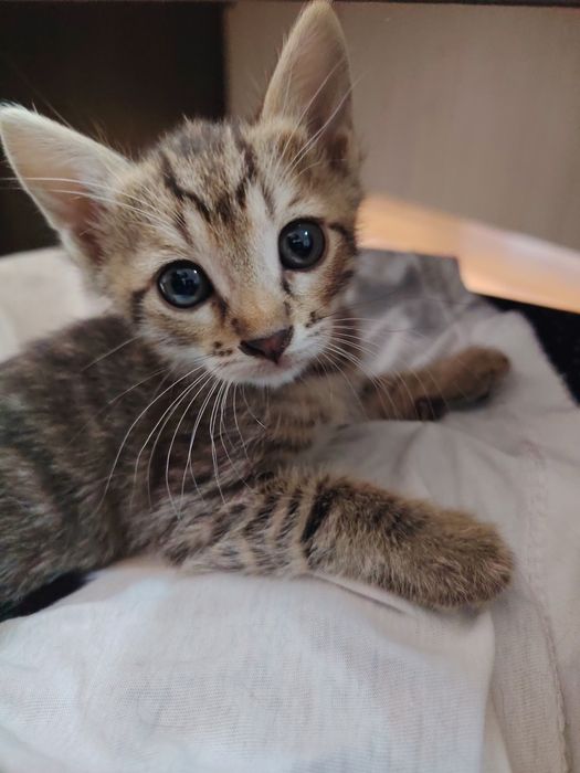 Котята в добрые руки, Бесплатно
