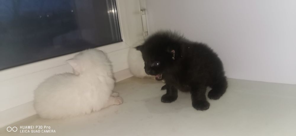 Мейн кун котята  мальчик и 2 девочки