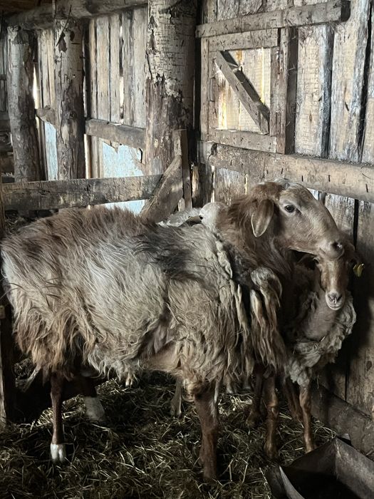 Гиссарски кошкар