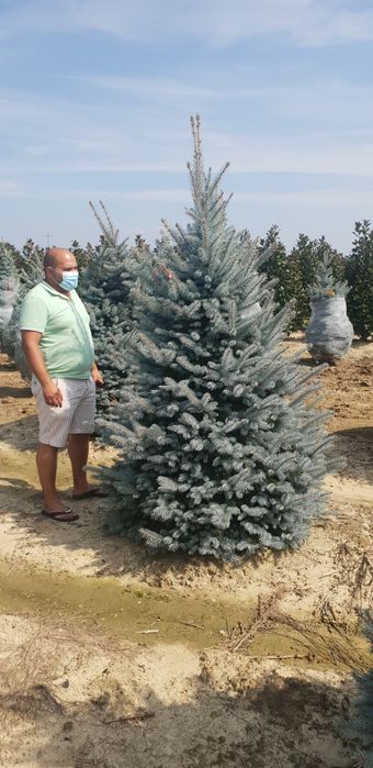 Vindem tuia smaragd de mai multe dimensiuni  brazii argintiu și verde