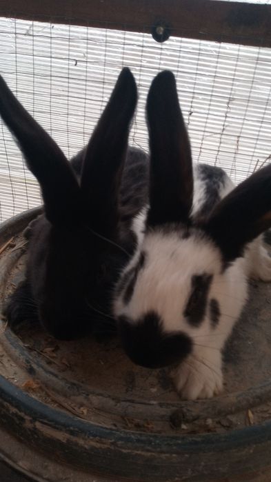 Vînd iepuri uriaș german