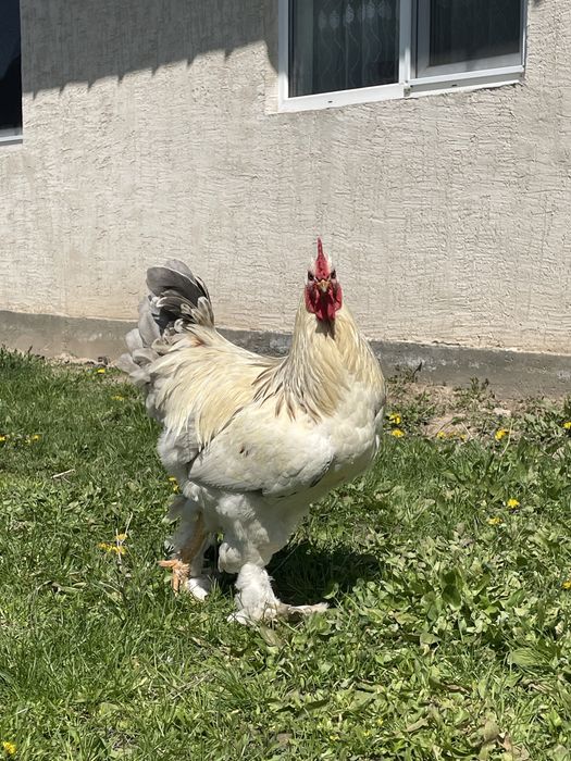 Петух брама