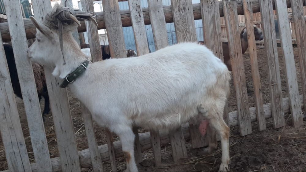 Заненский парода сауынды ешкі.