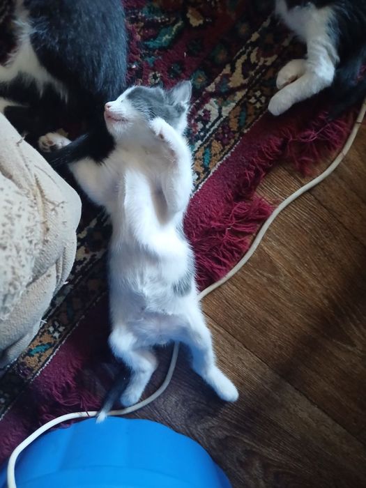 Котята, в добрые руки бесплатно