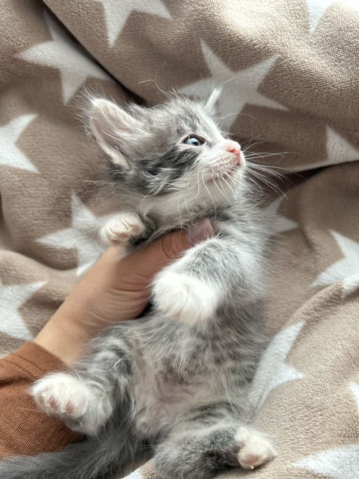 Котята в добрые руки бесплатно