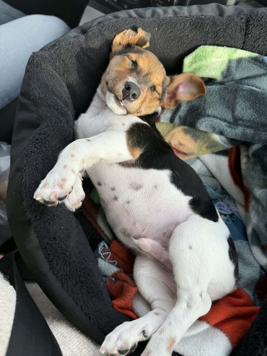 Бебе Джак Ръсел на под 3 месеца