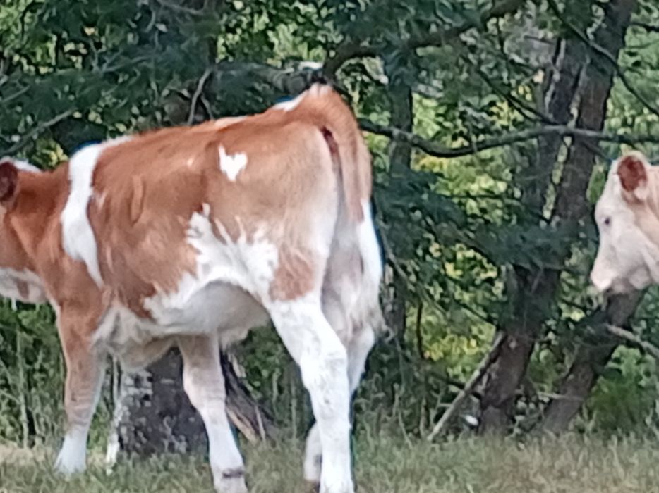 Vacă cu vițeauă de vânzare