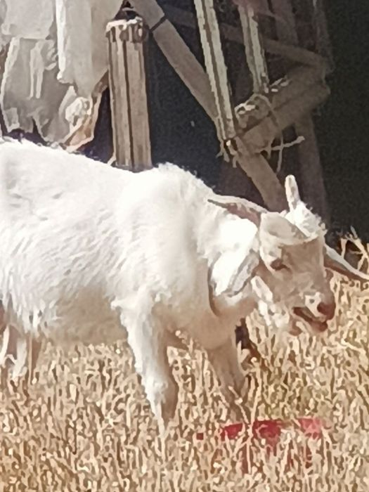 Oppoq zottor. Echki hidi chiqmidi