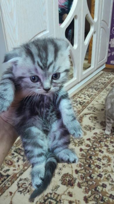 Котята британские веслоухие
