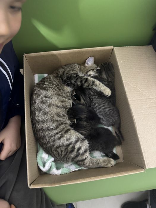 Котенок кот котята серые