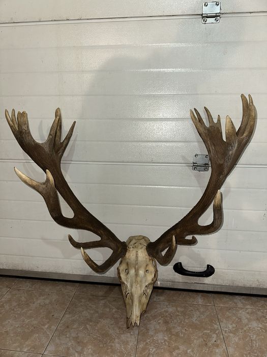 De vanzare coarne de cerb carpatin