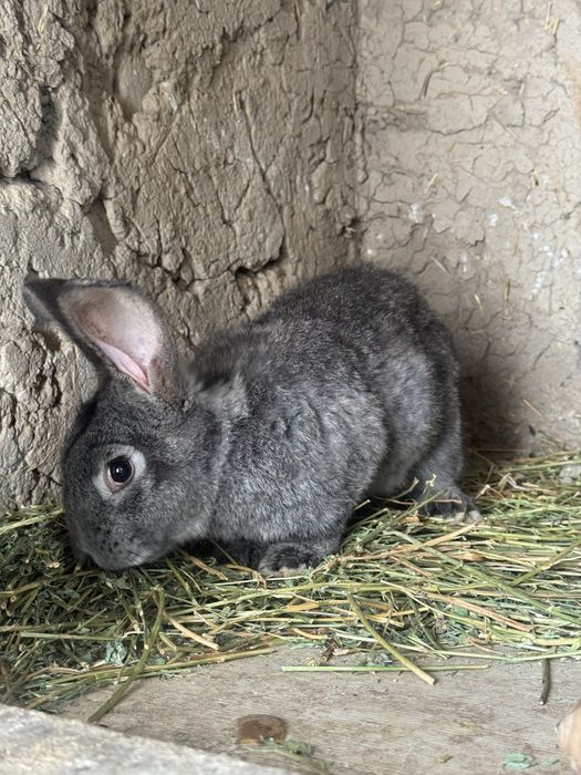 Продам крола или обменяю на кролиху