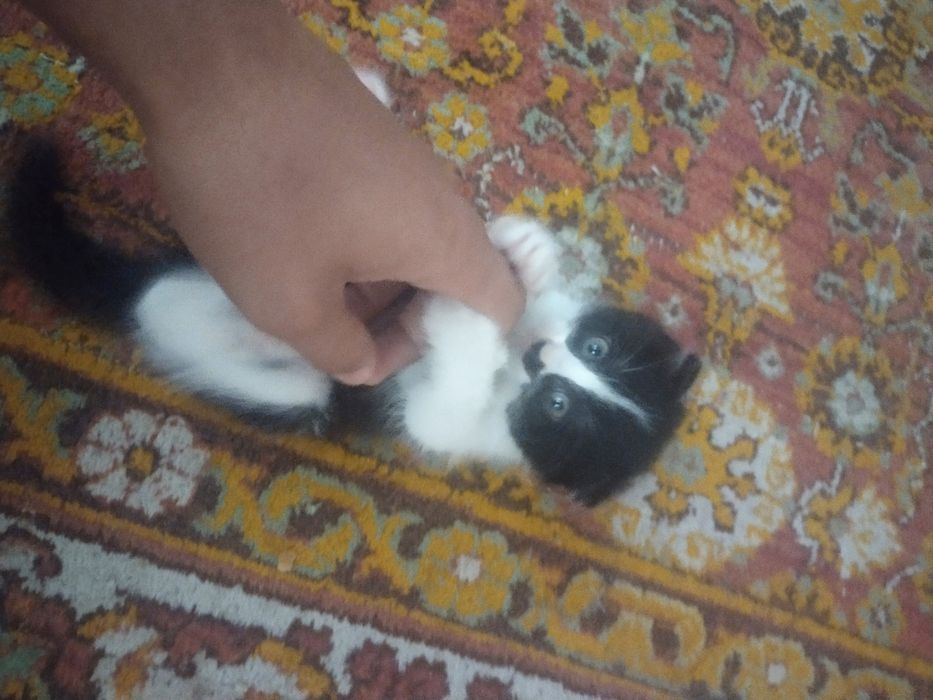 Продаются котята породистые