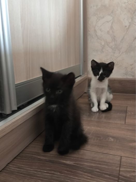 Отдам котят, кошку в добрые руки