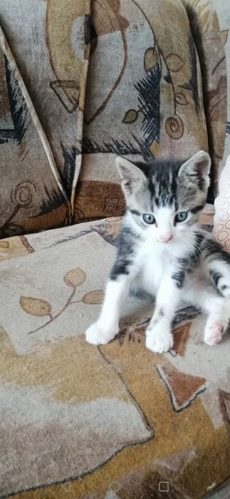 Котенца  - Подарявам Шепичка Любов