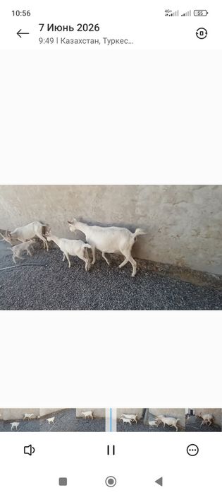 Сауынды ешкилер лактармен