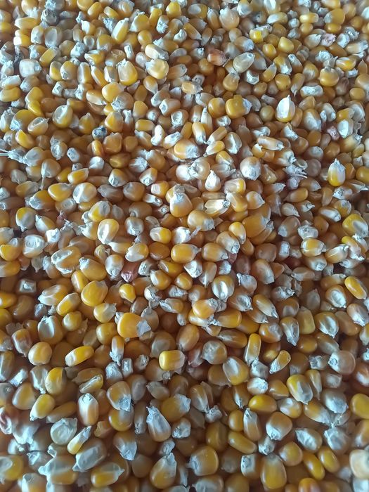 Porumb sticlos severo