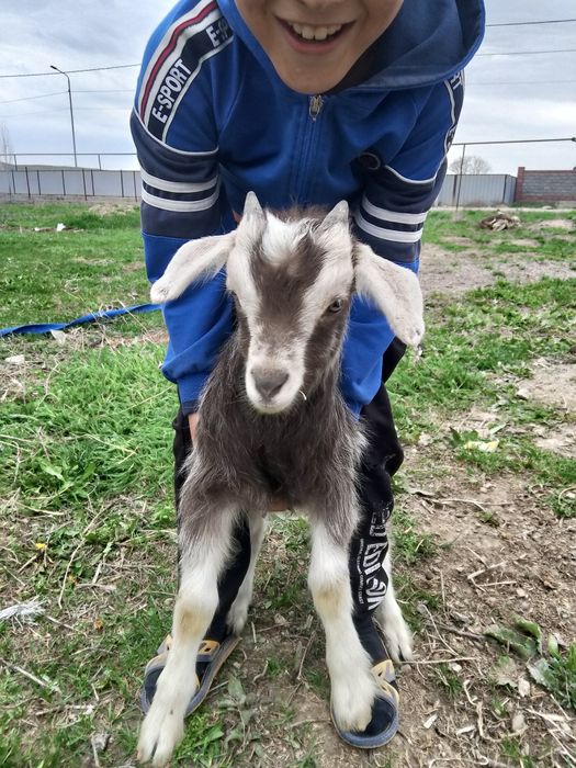 Лақтар 10мың нан сатылады