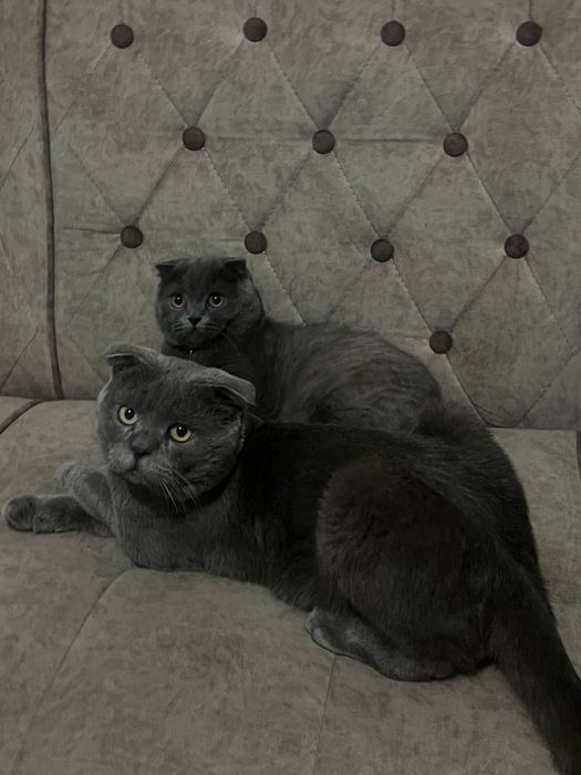 ВЯЗКА! Гигант Британская парода