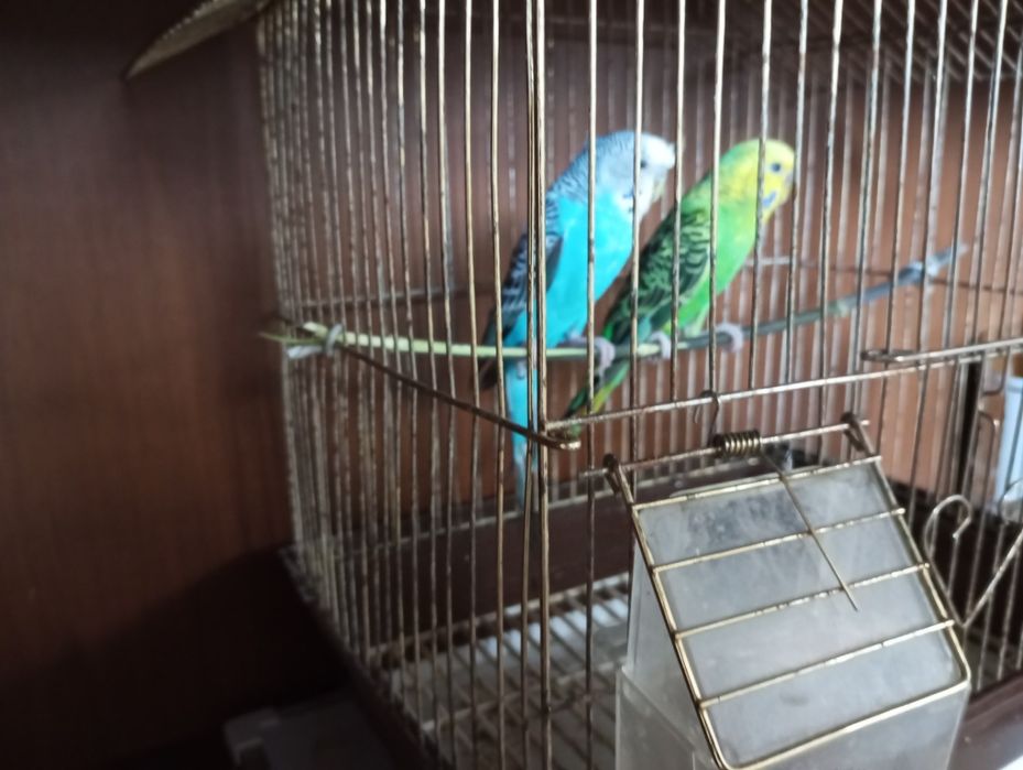 2папугай с клеткой