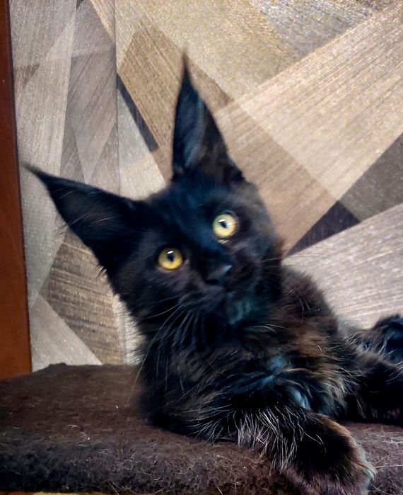 Свободные котята Мейн-кун