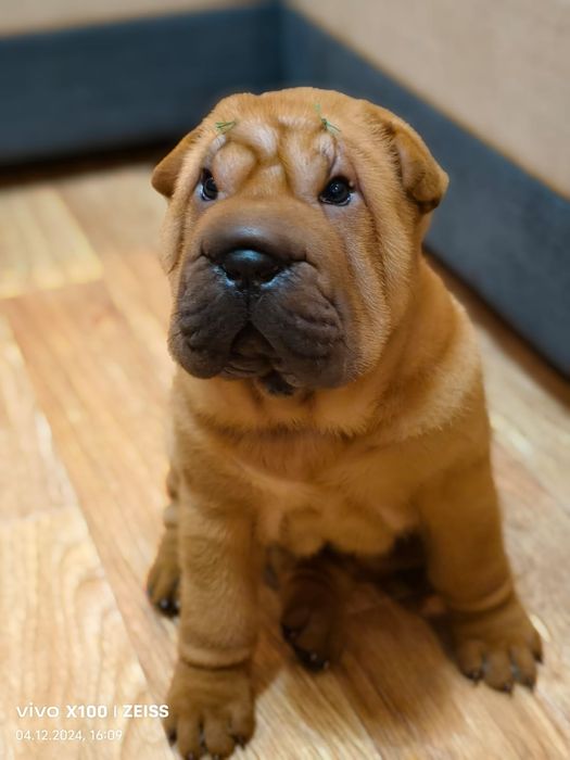 Очаровательный щенок шарпея.