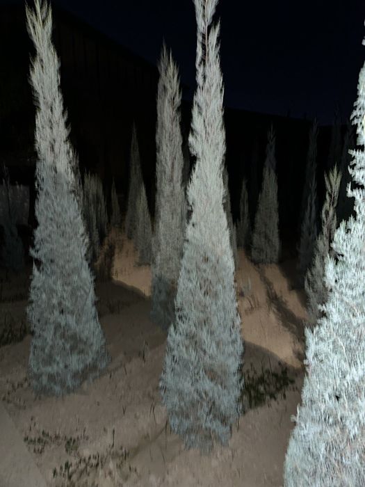 Арча кепарис оптом