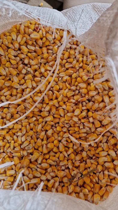 Porumb cu transport gratuit la 1’3kg vă servim la domiciliu dacă cumpăraț