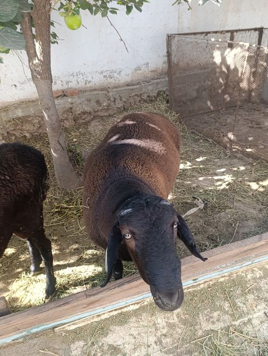 Qoʻylar sotiladi boqishga tayyor holatda kelishamiz