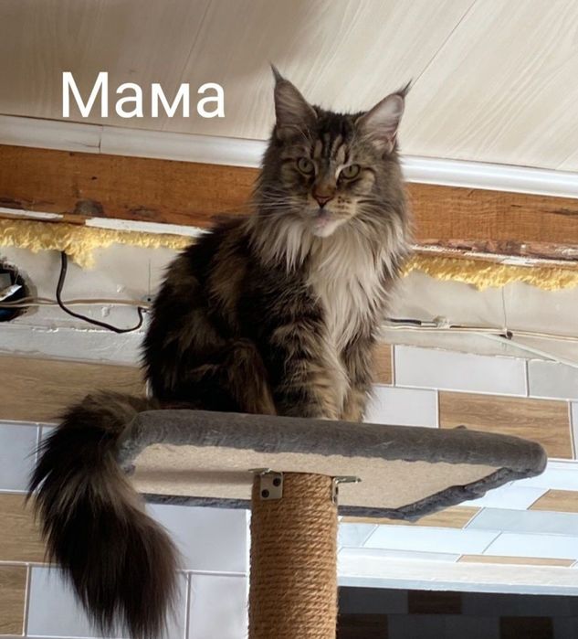 Мейн кун котенок