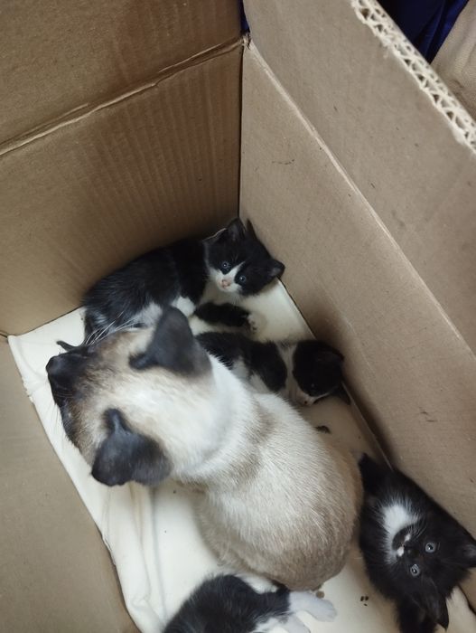 Отдам котят в добрые руки. Бесплатно