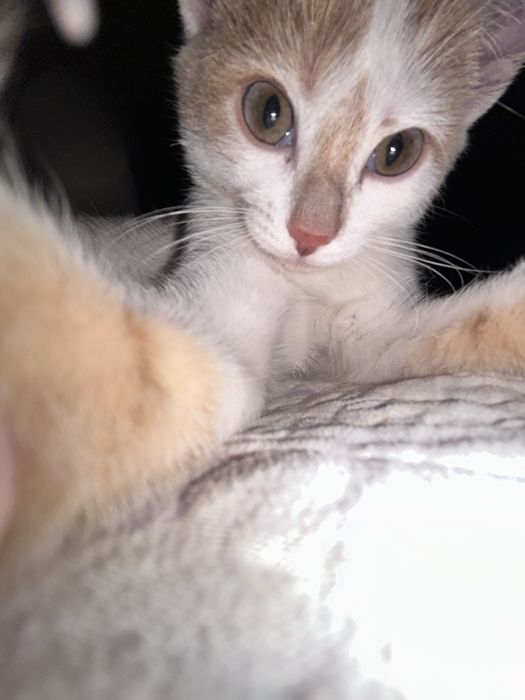 отдам котика в хорошие руки