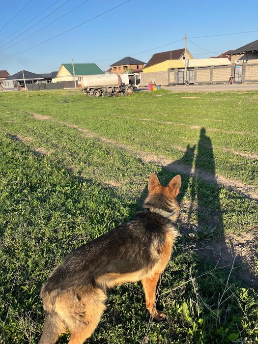 Обменяю немецкую овчярку на дакана