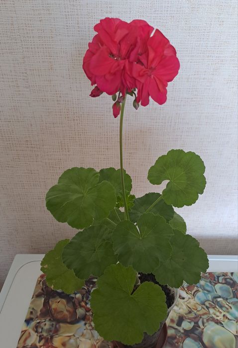 Продам комнатное цветы  ухоженные,