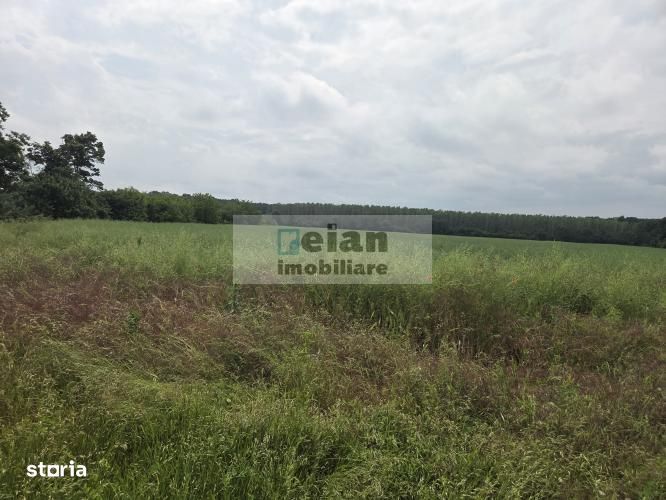 Ciolpani - Padurea Snagov 628 Mp, Toate Utilitatile, Padure, 18 Deschi