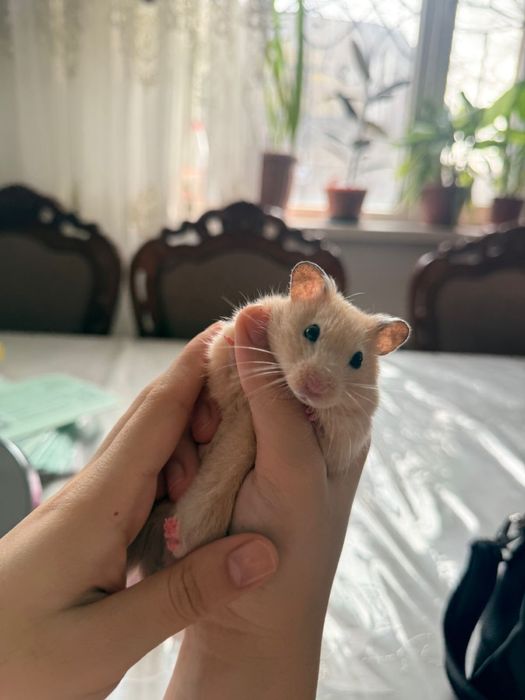 Продаю Хомяка Сирийский(мальчик)