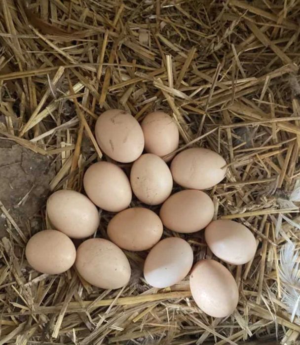 Ouă proaspete de la gaini crescute bio!