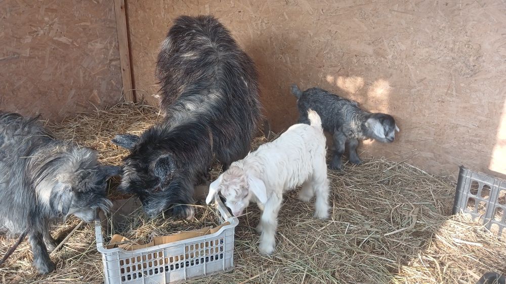 Продам козу с козлятами
