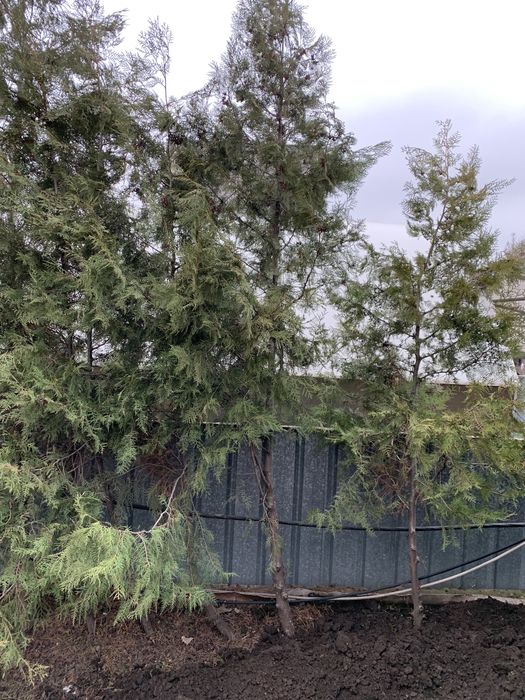 Продам тую 8 тысяч