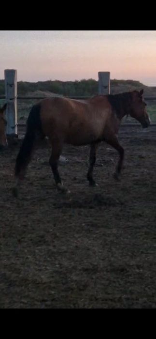 Кабыла яловая  3 года